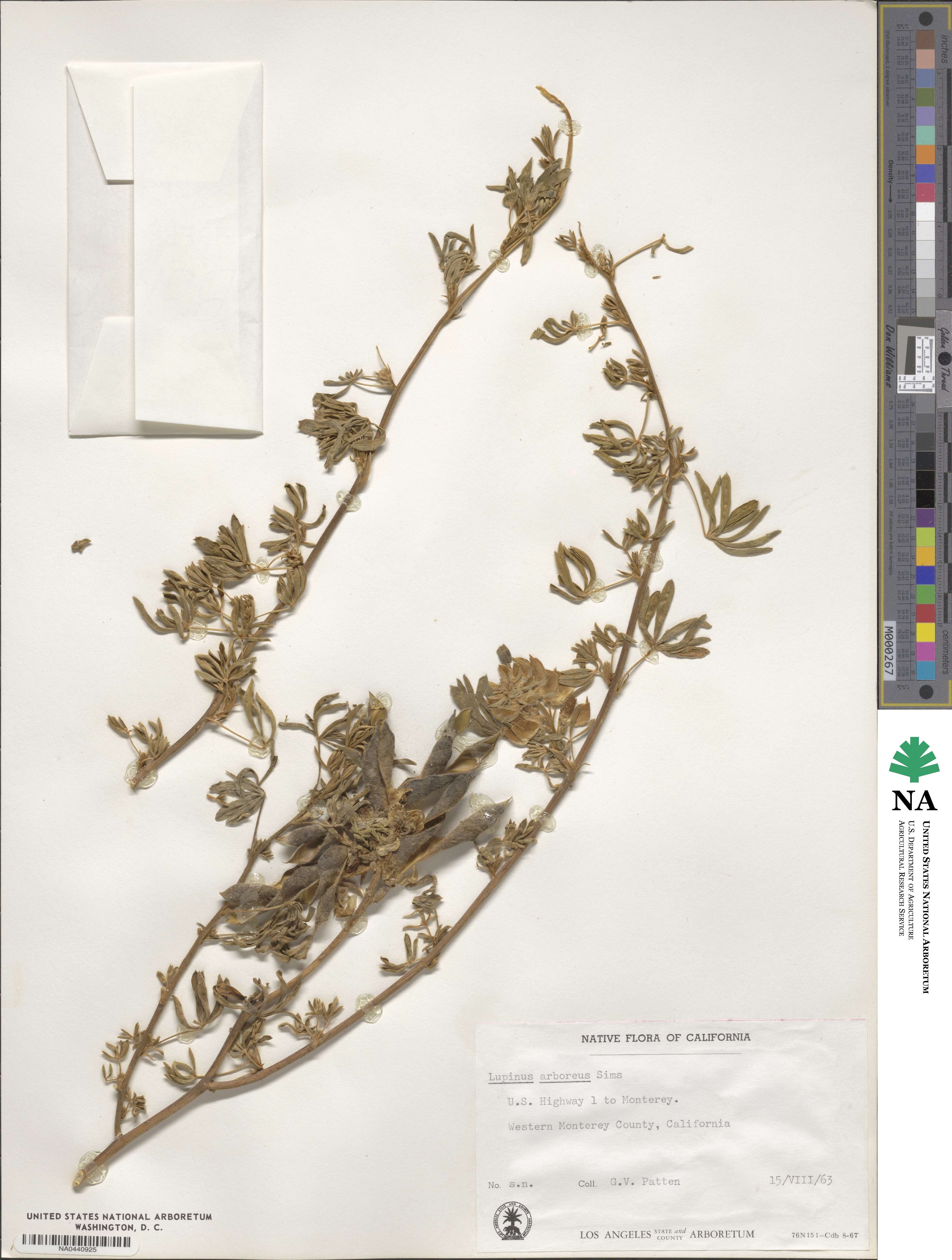 Lupinus arboreus image