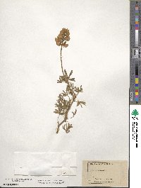 Lupinus arboreus image