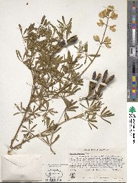 Lupinus arboreus image