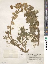 Lupinus arboreus image