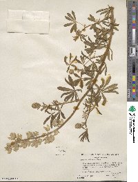 Lupinus arboreus image