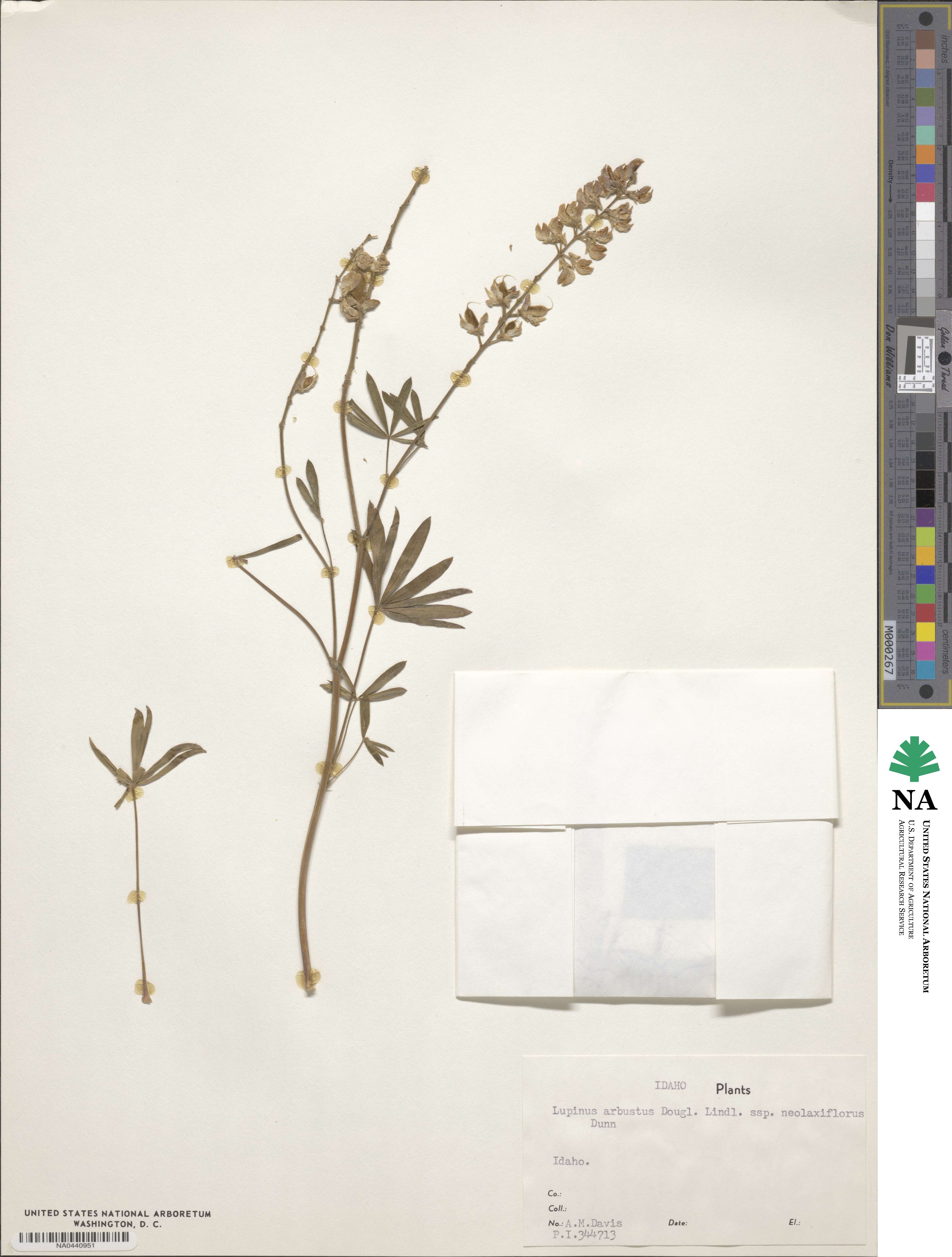 Lupinus arbustus subsp. neolaxiflorus image