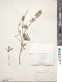 Lupinus arbustus image