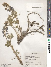 Image of Lupinus arcticus