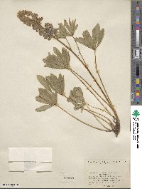 Lupinus arcticus image