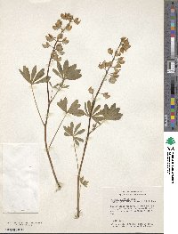 Lupinus arcticus image