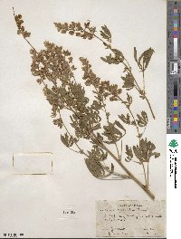 Lupinus argenteus image