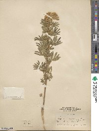 Lupinus argenteus image