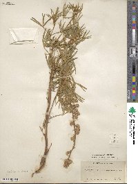 Lupinus argenteus image