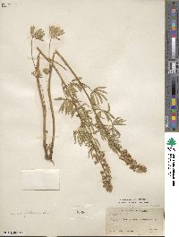 Lupinus argenteus image