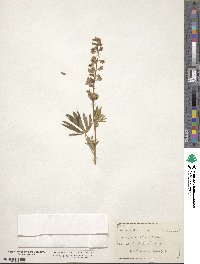 Lupinus argenteus image