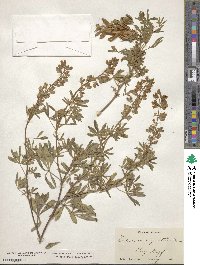 Lupinus argenteus image