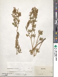 Lupinus argenteus image