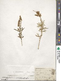 Lupinus argenteus image