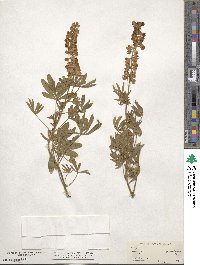 Lupinus argenteus image