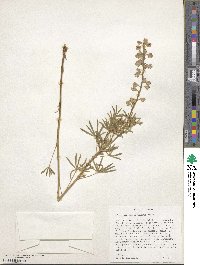 Lupinus argenteus image