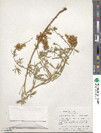 Lupinus argenteus image