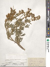 Lupinus argenteus image