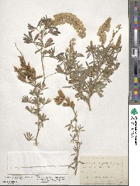 Lupinus argenteus image