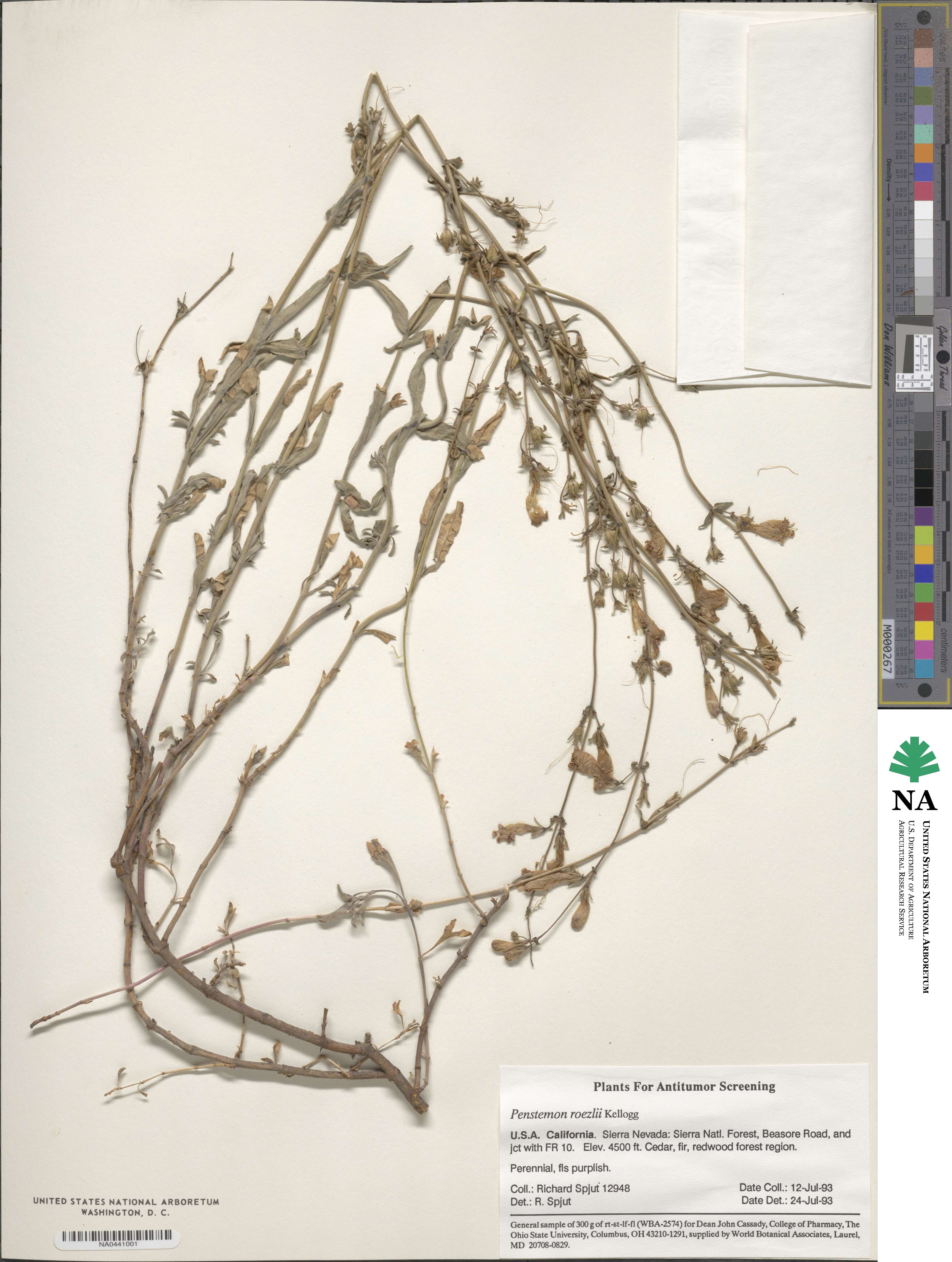 Penstemon roezlii image