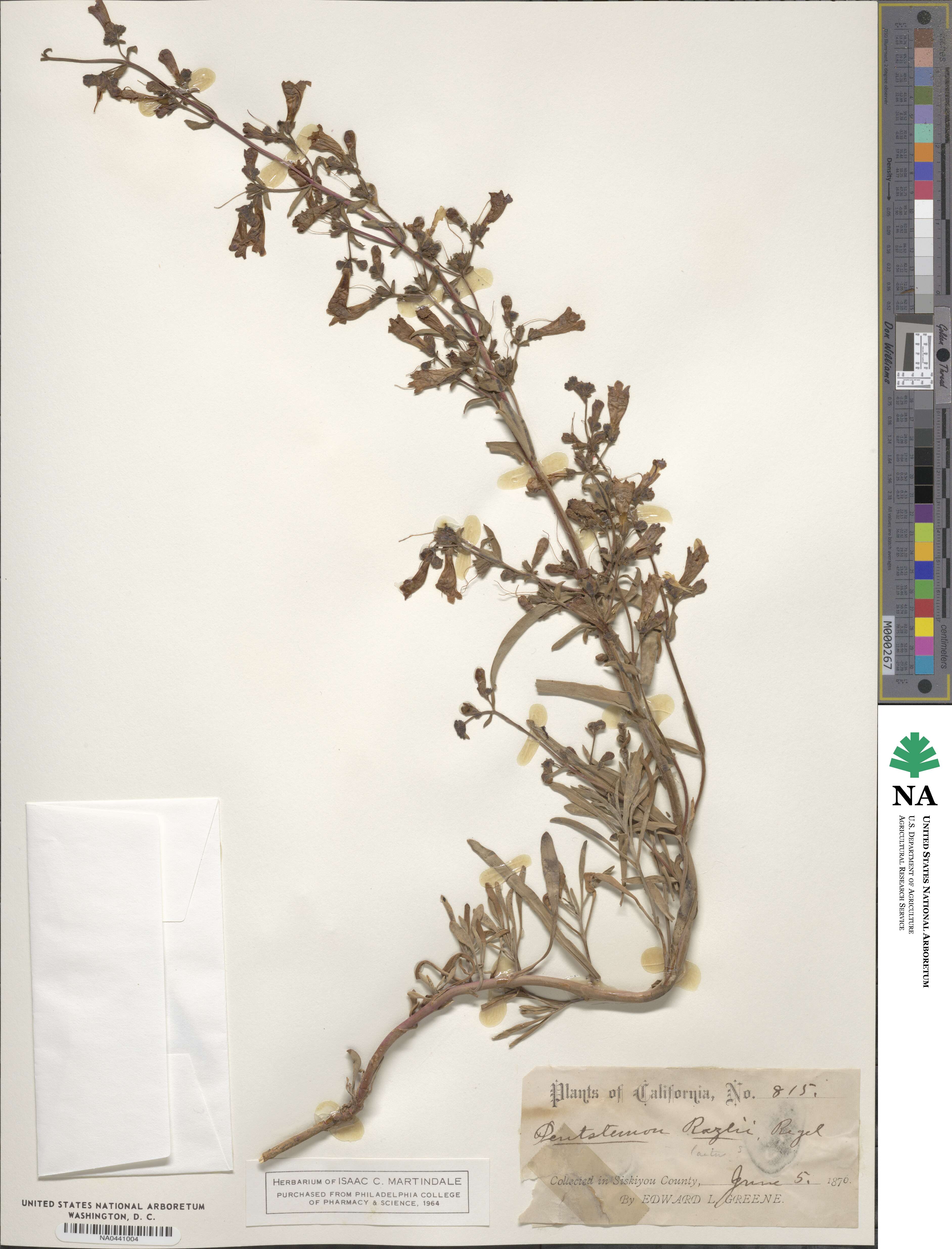 Penstemon roezlii image