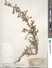 Penstemon roezlii image