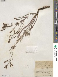 Penstemon richardsonii image