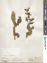 Penstemon rattanii image