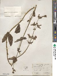 Penstemon rattanii image