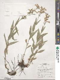 Penstemon radicosus image