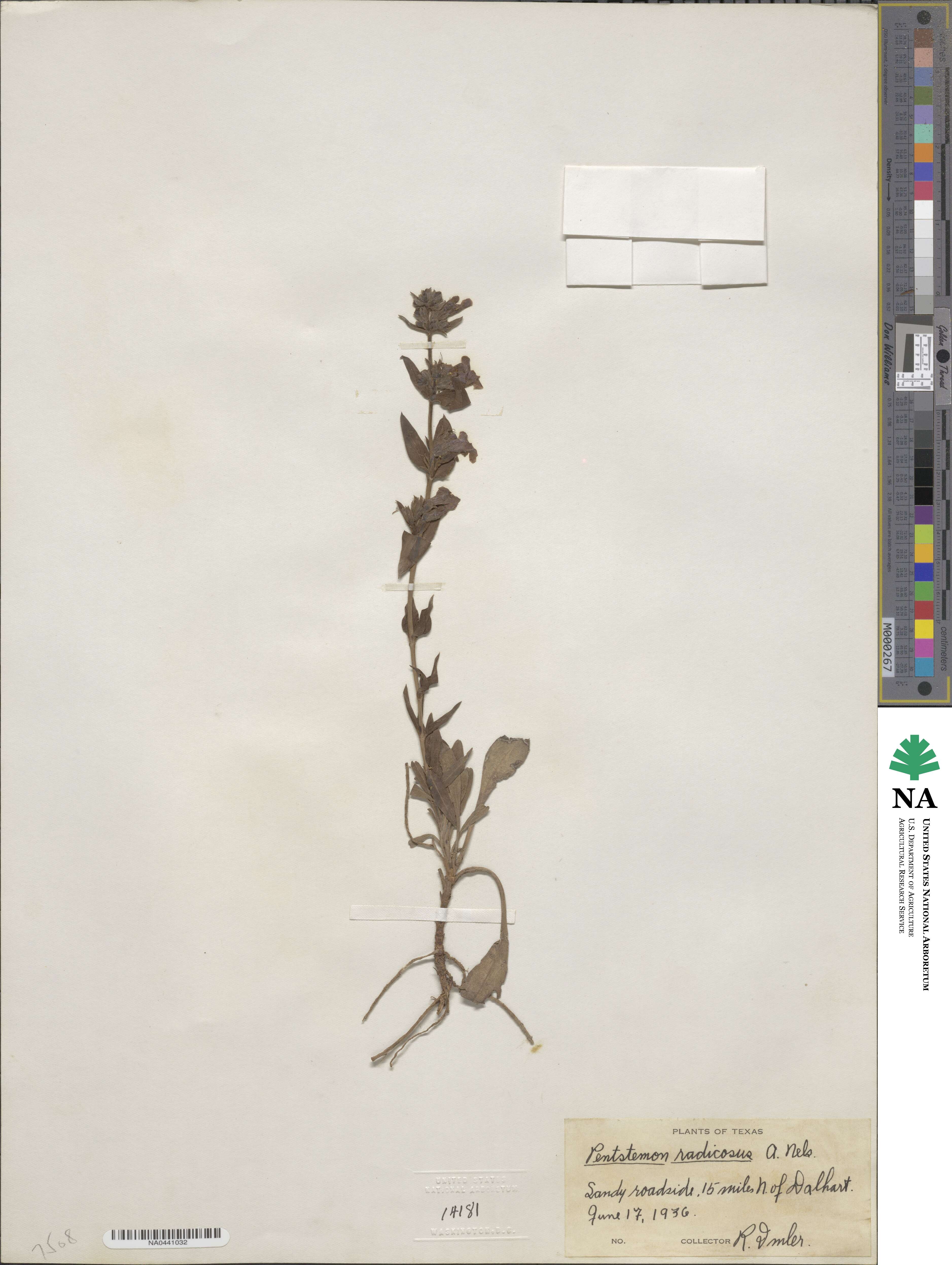 Penstemon radicosus image