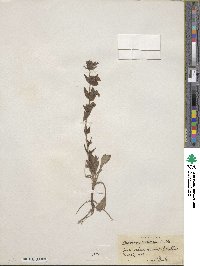 Penstemon radicosus image