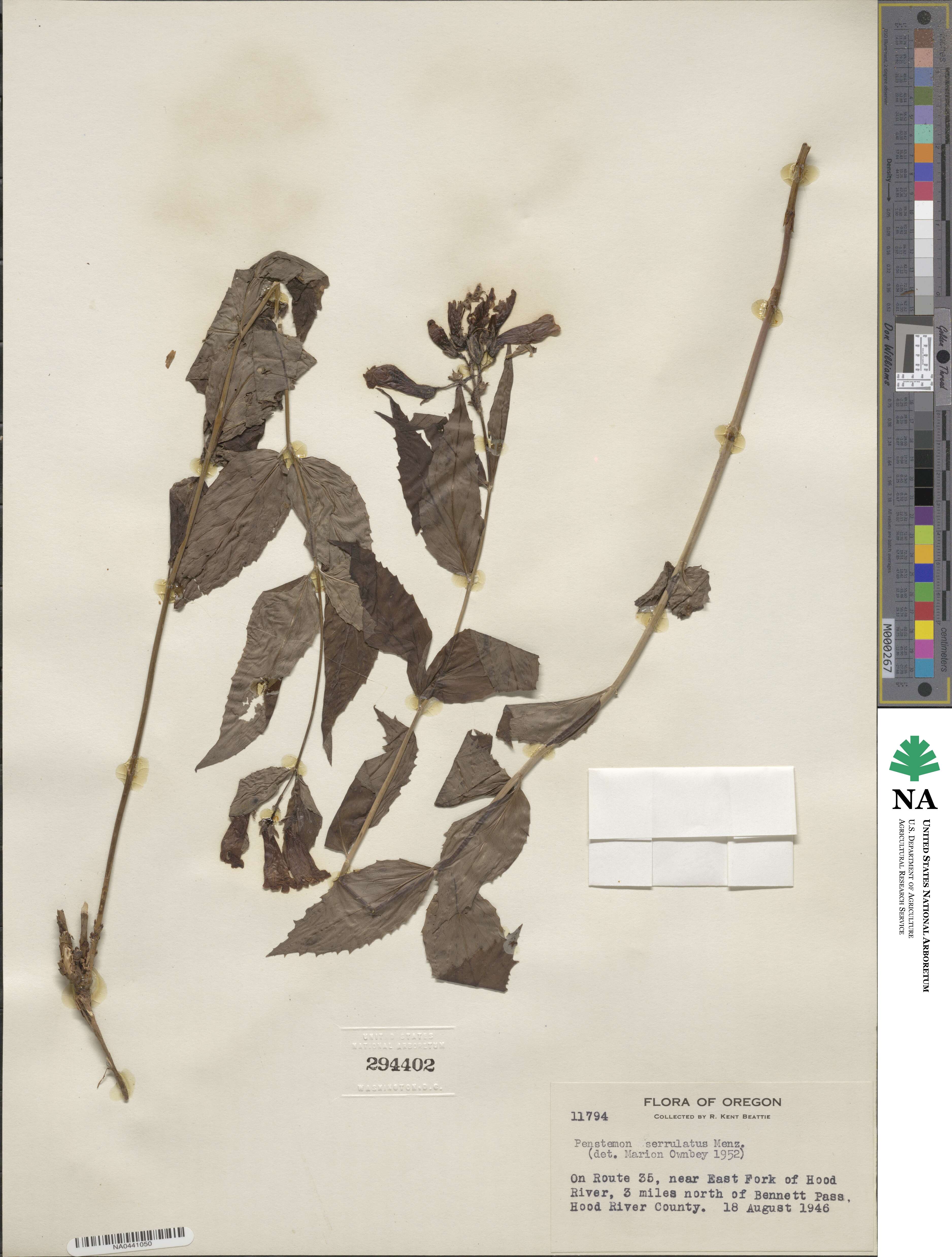 Penstemon serrulatus image