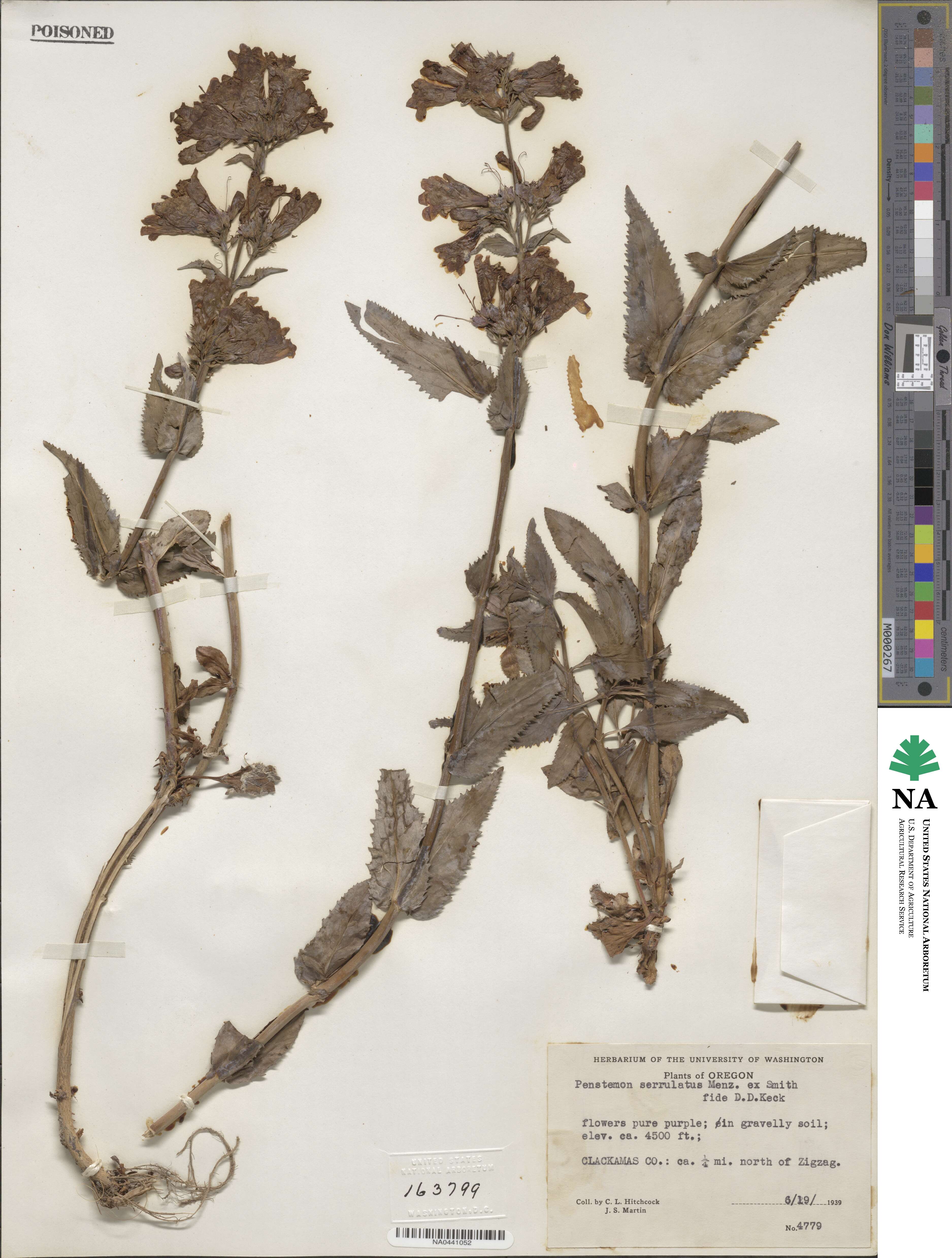 Penstemon serrulatus image