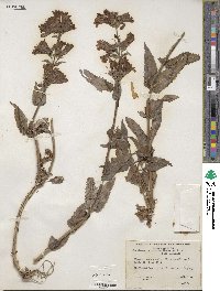 Penstemon serrulatus image