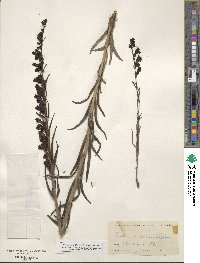 Penstemon secundiflorus image