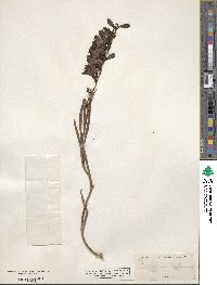 Penstemon secundiflorus image