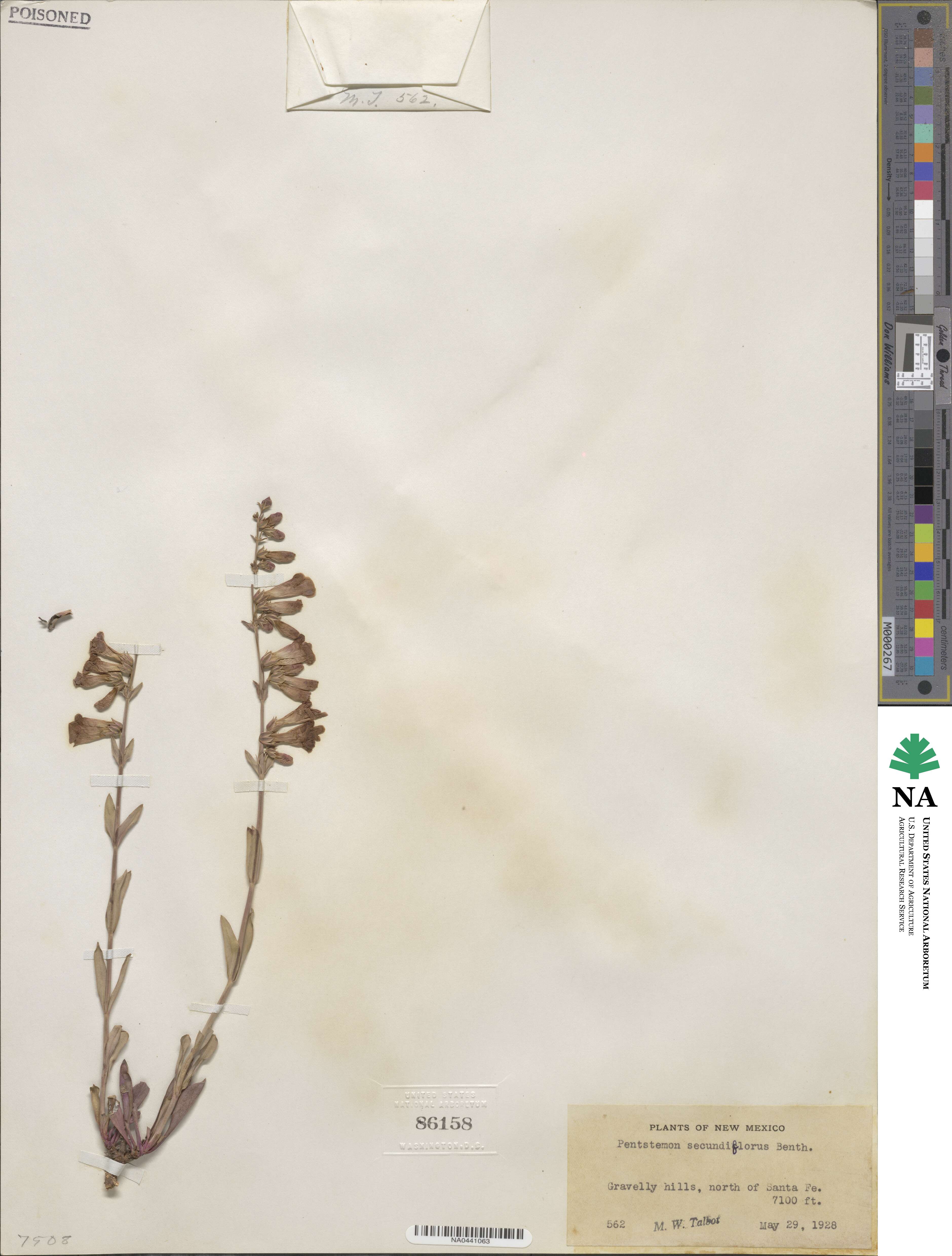 Penstemon secundiflorus image