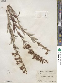 Penstemon secundiflorus image