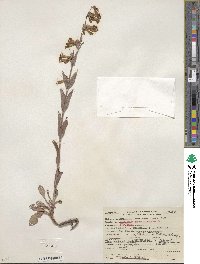 Penstemon secundiflorus image