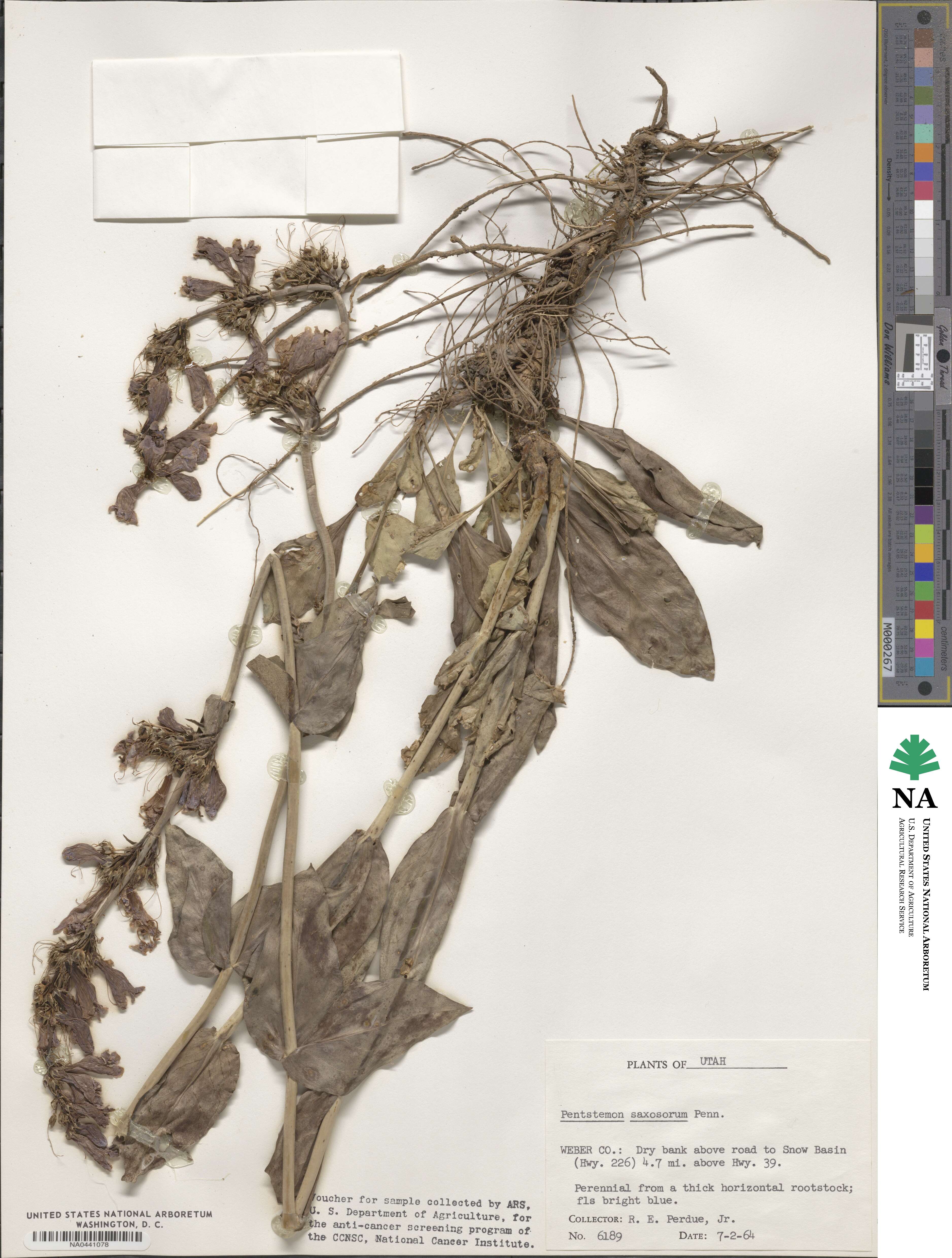 Penstemon saxosorum image