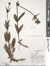 Penstemon rydbergii image