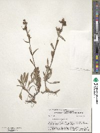 Penstemon rydbergii image