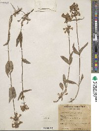 Penstemon rydbergii image