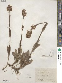 Penstemon rydbergii image