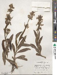 Penstemon rydbergii image