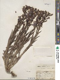 Penstemon speciosus image