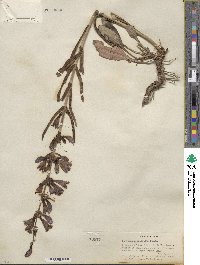 Penstemon speciosus image