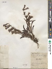 Penstemon speciosus image