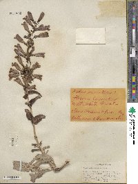 Penstemon speciosus image